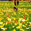 写真: ここもチューリップに負けずに。。アイスランドポピー畑。。昭和記念公園 4月19日