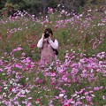 写真: こちらもそちらもコスモスを・・昭和記念公園 20141004