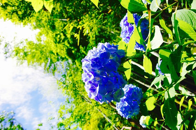 写真: 明月院の新緑と紫陽花。。6月6日