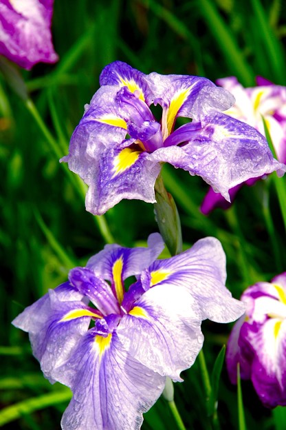 写真: 明月院の菖蒲。。紫色の混じった花。。6月6日