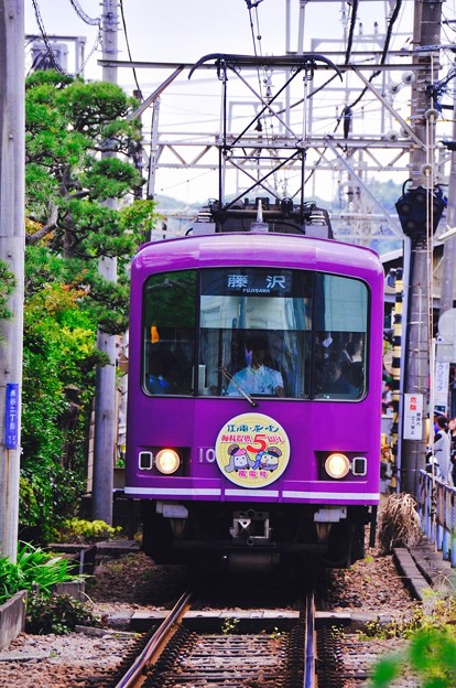 写真: 長谷駅へ向かう紫色の江ノ電紫陽花色電車。。6月20日