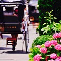 写真: 人力車と紫陽花。。長谷駅付近の光景。。6月20日