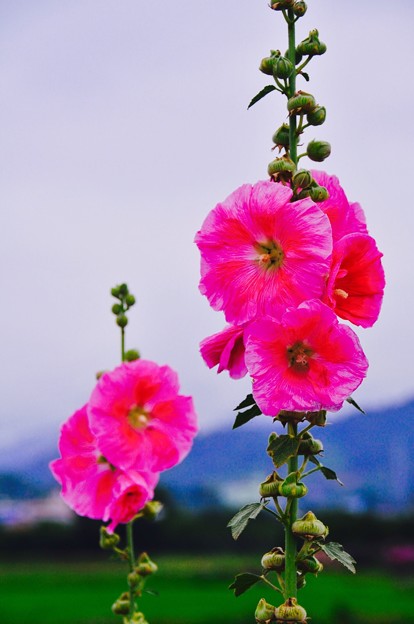 梅雨空にピンクのハナアオイ。。開成町あじさいの里6月21日