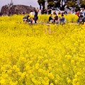 ちょっと早い咲きの二宮町吾妻山公園 菜の花畑で賑わう。。20160131