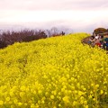 一月最後の休日。。ちょっと早い菜の花畑。。二宮町吾妻山公園 20160131