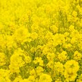 一面黄色い絨毯の様に。。咲く吾妻山公園の菜の花。。20160131