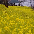 吾妻山公園から見える菜の花と相模湾。。20160131