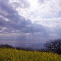 雲の切れ間から太陽の日差し。。吾妻山公園の菜の花を。。20160131