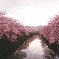 今週末までの桜 撮って出し。。大岡川プロムナードの桜4月3日