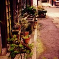 昔の玄関先に。。盆栽。。江戸東京たてもの園 20160313