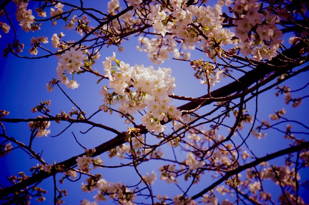 写真: みなとみらい地区に咲き始めた桜。。横浜も春へ。。20160327