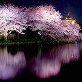 写真: 今年2016年の横浜三渓園夜桜。。20160401