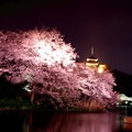 写真: サクラのピンクと金色に輝く三重塔。。横浜三渓園20160401