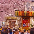 横浜大岡川の春のお祭り。。サクラの下で。。20160403