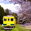 ピンクのサクラと黄色い列車。。いすみ鉄道ムーミン列車 20160409