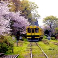 いすみ鉄道国吉駅。。見送るムーミン列車。。桜並木 20160409