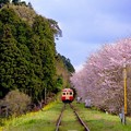 横目に桜並木見ながら。。大原へと向かういすみ鉄道 20160409