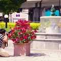写真: ヴェルニー公園で薔薇を撮る青年。。20160515