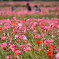 写真: 満開のポピー畑。。くりはま花の国 20160529
