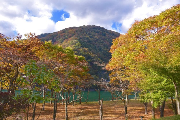 写真: 色づき始めて。。神奈川県丹沢湖湖畔。。秋へ 20161105