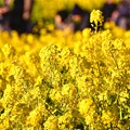 綺麗な黄色いの花。。吾妻山公園の菜の花畑 20170121