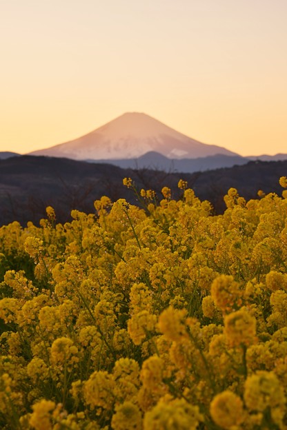 写真: 西陽の向こうには富士山。。日没へ行く 吾妻山公園 20170121