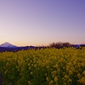 写真: マジックアワーへ。。吾妻山公園の菜の花畑から空を。。20170121