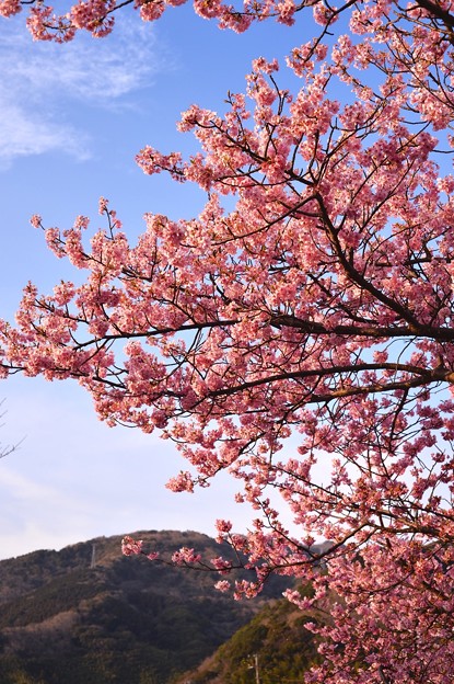 写真: 夕暮れへ向かう伊豆河津町。。ピンク色の河津桜も夕暮れ色へ。。20170218