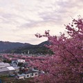 写真: 夕暮れの河津町の町並みと河津桜。。(^^)20170218