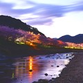 だんだんと日が暮れる伊豆河津町河津川 河津桜ライトアップへ20170218