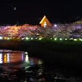 写真: ずっと向こうまでライトアップされて河津桜。。伊豆河津町 20170218