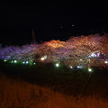 写真: 伊豆河津町の最後の夜を。。夜桜見物で。。20170218