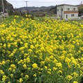 撮って出し。。いすみ鉄道沿線は菜の花満開でした(^^)4月10日