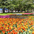 写真: 天気の良い日の昭和記念公園チューリップ。。 20170423