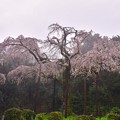 雨降りの入生田 長興山の枝垂れ桜。。20170409
