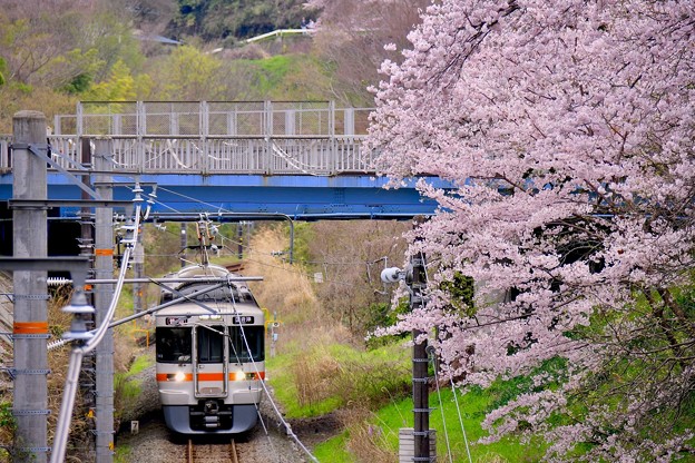 神奈川県山北町の桜。。御殿場線 20170410