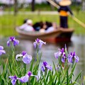 写真: 撮って出し。。水郷佐原あやめパーク 渡瀬舟と菖蒲