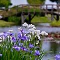 橋かかる水辺に菖蒲が咲く風景。。20170611