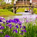 写真: 紫色の花菖蒲。。渡瀬舟も見える風景 20170611