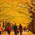 昭和記念公園のいちょう並木。。黄色く色づく道 20171104