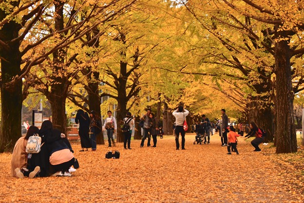 写真: 昭和記念公園のいちょう並木の様々なひと時 20171104