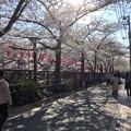 撮って出し。。目黒川沿いに沿道に桜並木 3月25日