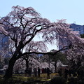 写真: 撮って出し。。小石川後楽園の枝垂れ桜 都会の真ん中で桜 3月25日