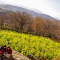 写真: 菜の花バックで。。吾妻山公園の風景 20180204