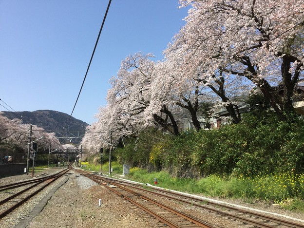 写真: 撮って出し。。御殿場線山北駅ホームから山北町の桜満開 3月31日
