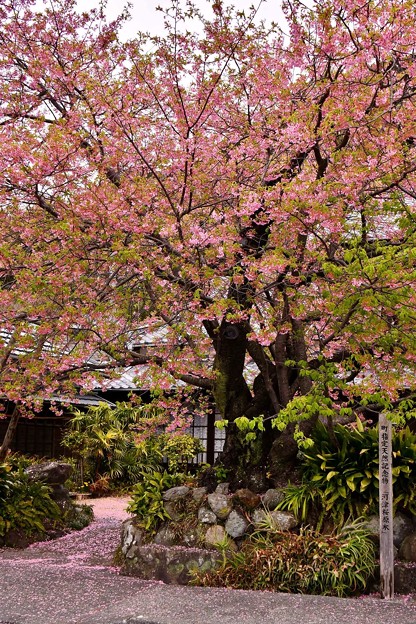 写真: 河津桜の原木。。すでに終わりへ 20180306