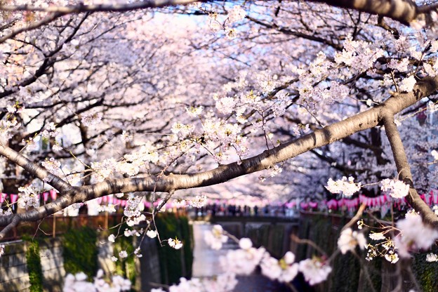 写真: 朝の目黒川の満開の桜。。(2)  20180325