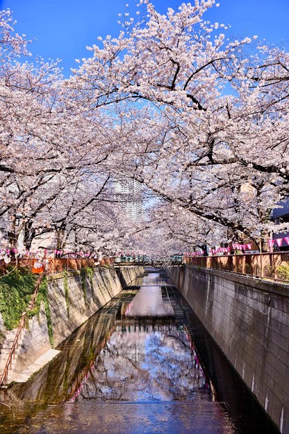 今年の目黒川の桜は綺麗だった(^^) 20180325