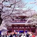 写真: 東京都大田区 池上本願寺の桜(2)。。20180325