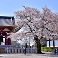 写真: 池上本願寺の境内に咲く桜。。20180325